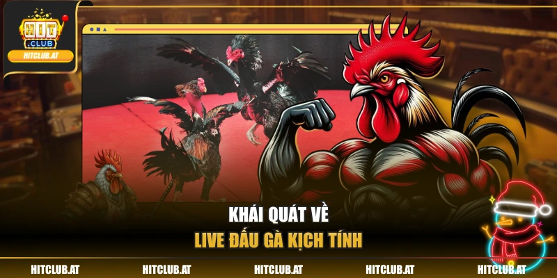 Khái quát về live đấu gà kịch tính