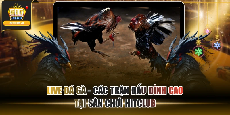 Live Đá Gà - Các Trận Đấu Đỉnh Cao Tại Sân chơi Hitclub